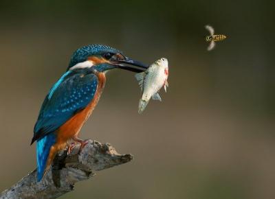 Прикрепленное изображение: 460887_800n.jpg